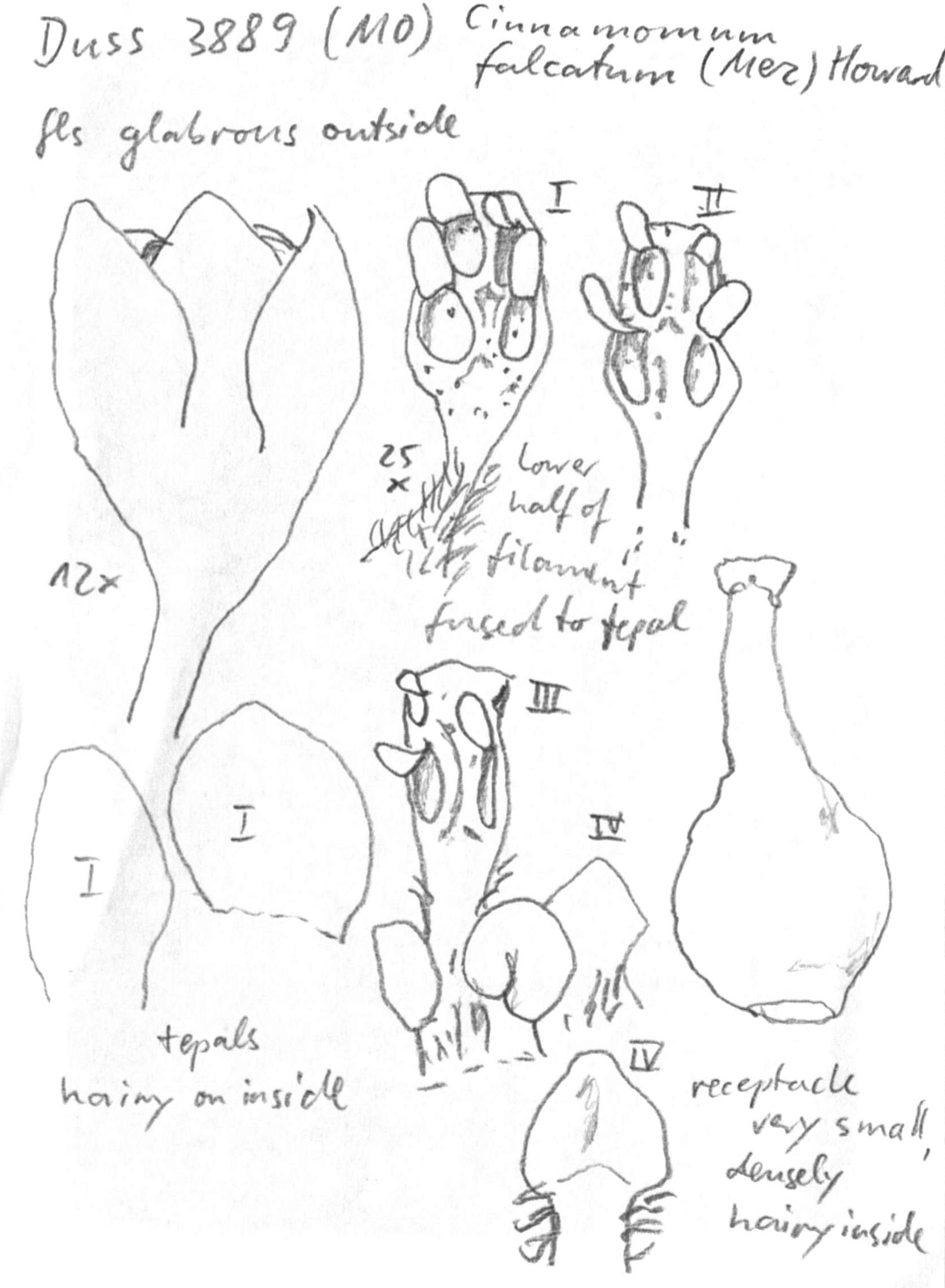 preview Cinnamomum falcatum (Mez) R.A. Howard?